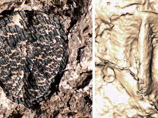 Las uvas existen porque los dinosaurios se extinguieron, según una nueva investigación