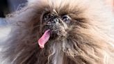 Video: 'World's Ugliest Dog' for 2024 Crowned | iHeart