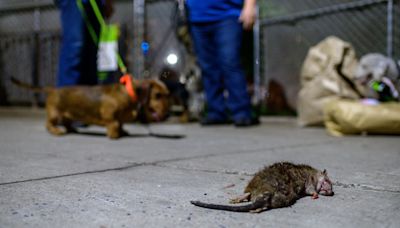 Rat urine is causing uptick in rare disease among New York sanitation workers.