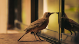 How to Stop Birds From Pecking at Your Window