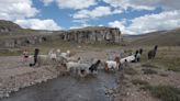 La resistencia de las mujeres que siembran agua (y hacen de Perú el mayor productor de fibra de alpaca del mundo)