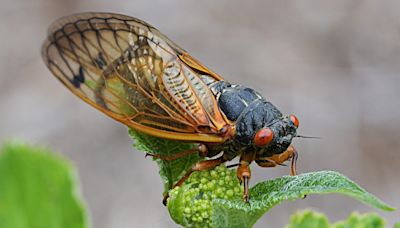 Cicada Double Brood Is Coming and Is Already Buzzing in Some Regions
