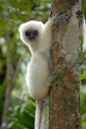 Silky sifaka