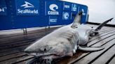 A great white shark named Freya has swum by waters near Myrtle Beach. Now she’s in NC.