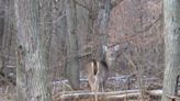 Ohio's deer hunters had prolific season, but warm winter may harm walleye, yellow perch