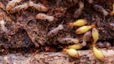 Termites infesting your home? Here's how to identify them and what to do