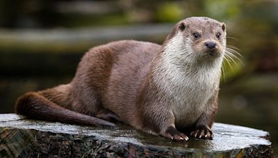 Horror as river otter drags child off a dock and underwater