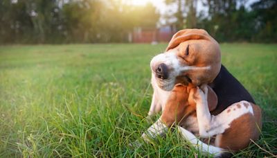 Wyoming man becomes first person in 30 years to catch dog disease