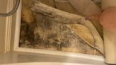 ‘Can cause a slew of problems’: How to protect your house from mold