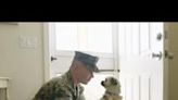 Welcome Home: Lily The Puppy Is This Veteran’s Support System | The Dodo