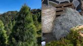Navidad sustentable con estas alternativas de árbol natural, musgo y heno