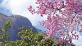 Festa da Cerejeira será realizada este mês