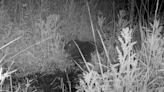 Baby beaver born in Northumberland estate for first time in more than 400 years