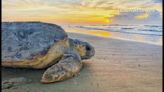 Georgia loggerhead sea turtle nesting season officially underway; Three islands report first nests
