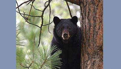 Wildlife Commission expected to allow hunters to kill more bears