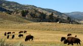 The Excerpt podcast: The return of the bison, a wildlife success story