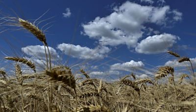 Ucrania exporta 50,8 millones de toneladas de cereales en 2023/24, dice el Ministerio de Agricultura
