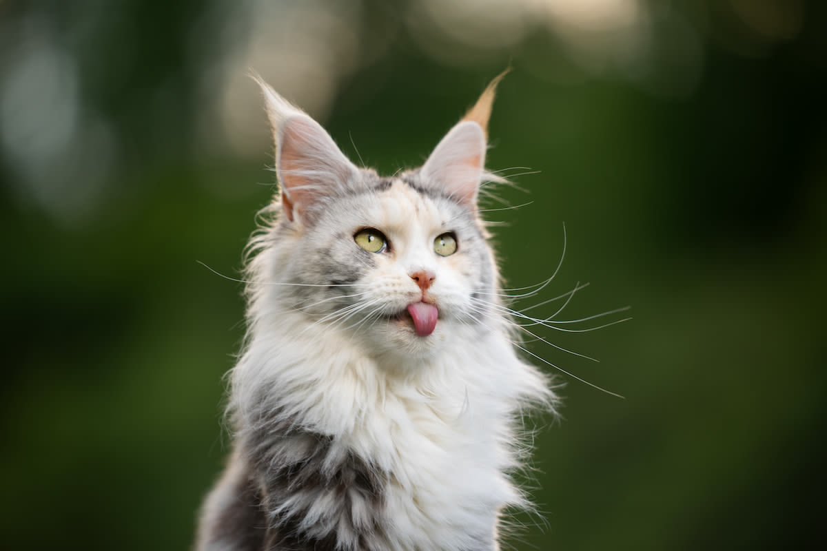 7 Great Reasons Maine Coon Cats Make the Best Pets