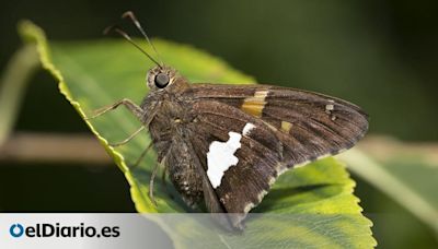 Invasión de polillas en Madrid: causas y consecuencias de la proliferación de estos insectos voladores en la capital
