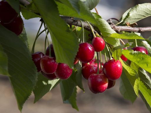 Normal season ahead? After 3 difficult years, Northwest cherry growers see cause for optimism