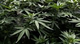 Pot Stocks Surge on Report DEA Is Moving to Reclassify Marijuana