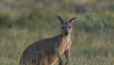 Erschossen oder mit Auto gerammt: Australien untersucht Tötung von 65 Kängurus