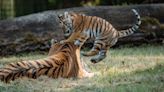 Four rare tiger cubs explore outdoors for first time