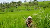 Bali's water crisis threatens local culture, UNESCO sites