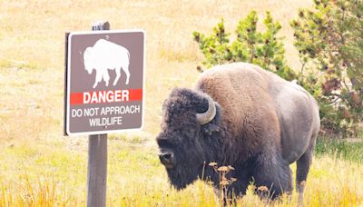 Bison gores SC woman at Yellowstone National Park, officials say