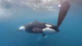 Orcas disrupt boat race near Spain in latest display of dangerous, puzzling behavior