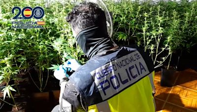 Intervienen 300 plantas de marihuana en dos viviendas ocupadas ilegalmente en Alcalá de Henares