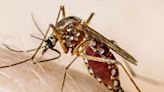 Dengue, malaria, H1N1 flu cases double in 2nd fortnight of July - ET HealthWorld