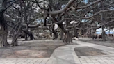 The historic banyan tree in Lahaina stands after Maui fires, but will it live?