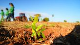 Projeto une assentados, fazendeiros e multinacional para plantar 12 milhões de árvores
