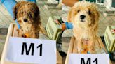 Maqis detains poodle dogs at KLIA over inaccurate declaration