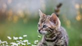 Help us find Cambridgeshire's cutest cat this National Kitten Day