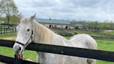 What happens to horses after racing days are over? A lucky few escape a sad end. | Strange