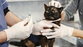 Detectado en Europa el primer caso de listeriosis en un gato: qué es y cómo se trata la bacteria en animales