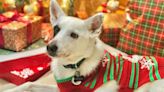 Your Pup Needs One of These Adorable Christmas Sweaters from Amazon