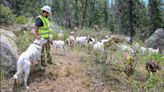 More fire season prep work starts in Fresno County mountains. Meet the goats doing it