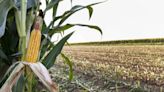 Pesticides may contain an alarming amount of ‘forever chemicals’: Study