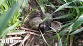 Barton farm flying high as record endangered lapwings breed