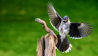 Blue Jay's Majestic Landing at Bird Feeder Is Like Something Out of 'Top Gun'