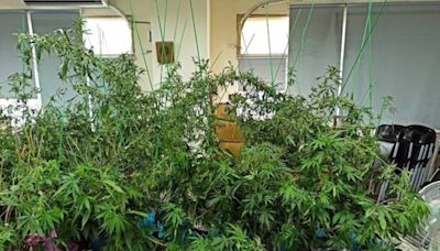 栽了！嫌犯自學自產自銷種大麻 霧警一舉查獲 | 蕃新聞