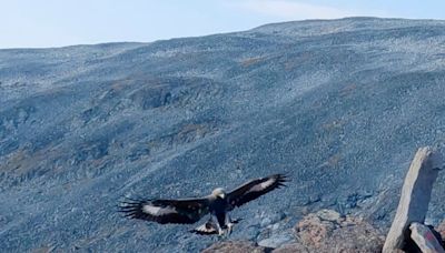 Golden eagle which attacked toddler in Norway ‘likely had behavioural disorder’