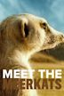 Meet the Meerkats