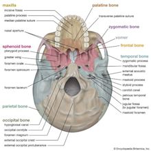 Skull | Definition, Anatomy, & Function | Britannica