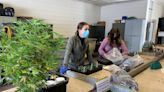 New medicinal plants course at UF addresses industry needs for crops like hemp