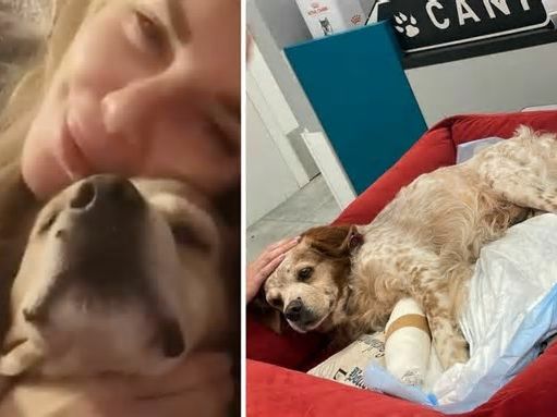 Alba Parietti, incidente con il cagnolino Venghi: «Si dovrà operare, per me è un bambino, come un figlio, l'ho accolto in casa 15 anni fa»