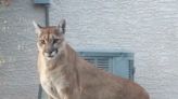 Bobcat in your living room? What to do if a wild animal is in your home